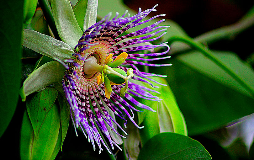 Entenda mais sobre a passiflora e como esse ativo é importante