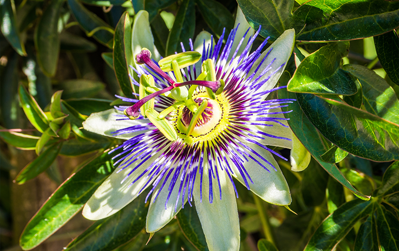 Passiflora: tudo que você precisa saber sobre esse ativo